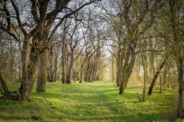 Fototapeta premium spring in the park