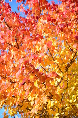Autumn foliage wallpaper. Red and yellow leaves close up on twig of tree in bright sunlight on blurred gradient glowing golden background. Selective focus, bokeh effect
