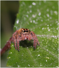 Macro Photography of Colorful Jumping Spider.