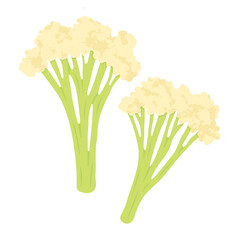 カリフローレのイラスト