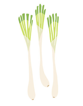 857 Best らっきょう Images Stock Photos Vectors Adobe Stock 857 Best らっきょう Images Stock Photos Vectors Adobe Stock