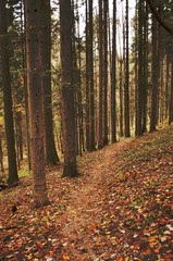 autumn in the forest