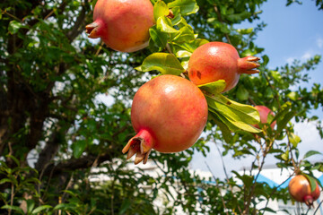 ripe apples on a tree