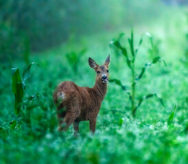 deer in the light
