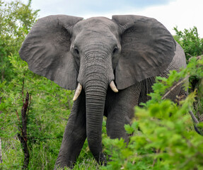 An African elephant with unfolded ears walks through  dense bush.
