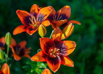Beautiful scarlet lilies with blooming flowers and buds in the summer garden.