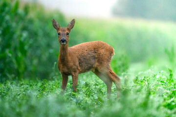 deer in the cornfield
