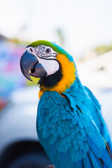 Colorful of Macaw sitting on tree branch