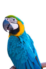 Colorful of Macaw sitting on the cage.