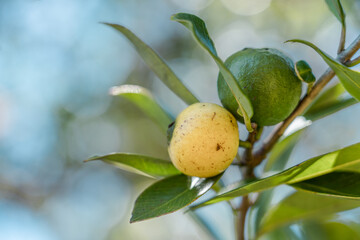 Psidium cattleyanum，Cattley guava, strawberry guava or cherry guava, is a small tree in the Myrtaceae (myrtle) family. yellow cattley guava, yellow strawberry guava, yellow cherry guava, lemon guava