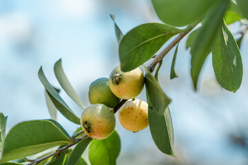 Psidium cattleyanum，Cattley guava, strawberry guava or cherry guava, is a small tree in the...