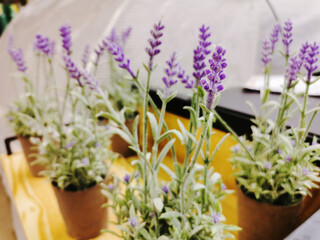 Aritificial Lavender flowers in pot