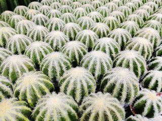 Aritificial cactus in pot on sale in shopping mall