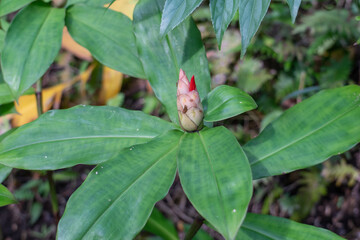 Cheilocostus speciosus, or crêpe ginger, is a species of flowering plant in the family Costaceae. Some botanists have now revived the synonym Hellenia speciosa for this species.
