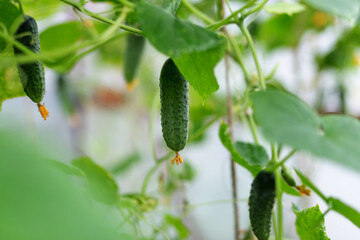 Large cucumbers growing in a greenhouse