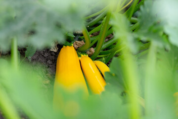 Growing yellow zucchini in the grass in the garden bed