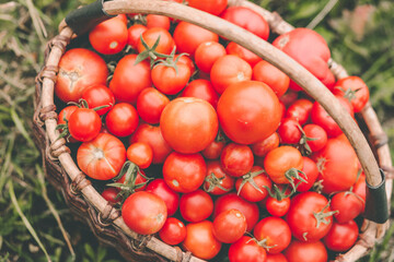 A large basket with red ripe tomatoes