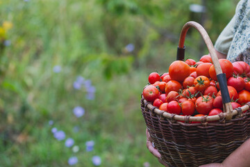 Female hands hold a large basket of freshly picked tomatoes