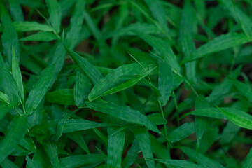 Oplismenus hirtellus (commonly known as basket grass) is a flowering perennial plant from the family Poaceae 