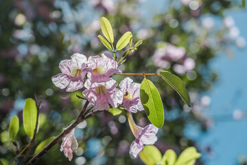 Tabebuia heterophylla is a species of tree native to the Caribbean, and is also cultivated. It is also known as pink manjack, pink trumpet tree, white cedar, and whitewood