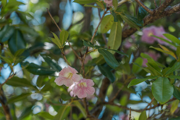 Tabebuia heterophylla is a species of tree native to the Caribbean, and is also cultivated. It is also known as pink manjack, pink trumpet tree, white cedar, and whitewood