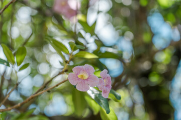 Tabebuia heterophylla is a species of tree native to the Caribbean, and is also cultivated. It is also known as pink manjack, pink trumpet tree, white cedar, and whitewood