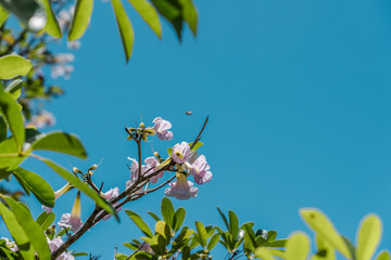 Tabebuia heterophylla is a species of tree native to the Caribbean, and is also cultivated. It is also known as pink manjack, pink trumpet tree, white cedar, and whitewood
