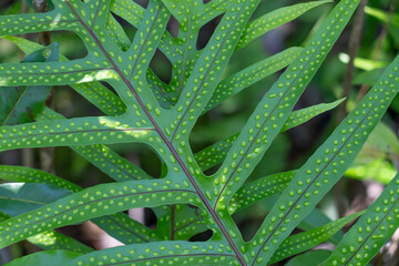 Microsorum scolopendria, synonym Phymatosorus scolopendria,  monarch fern, musk fern, maile-scented fern, breadfruit fern, or wart fern is a species of fern within the family Polypodiaceae.  lauaʻe
