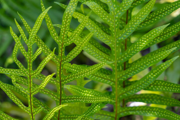 Microsorum scolopendria, synonym Phymatosorus scolopendria,  monarch fern, musk fern, maile-scented fern, breadfruit fern, or wart fern is a species of fern within the family Polypodiaceae.  lauaʻe