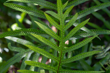 Microsorum scolopendria, synonym Phymatosorus scolopendria,  monarch fern, musk fern, maile-scented...