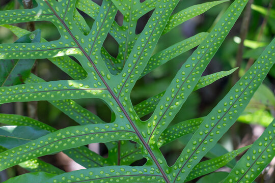 Microsorum scolopendria, synonym Phymatosorus scolopendria,  monarch fern, musk fern, maile-scented fern, breadfruit fern, or wart fern is a species of fern within the family Polypodiaceae.  lauaʻe