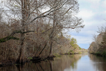 Fototapeta na wymiar river in the bayou forest
