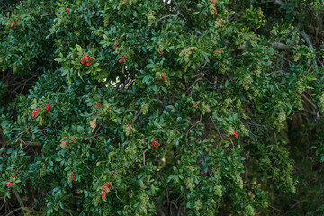 Fototapeta na wymiar Schinus terebinthifolia, Anacardiaceae, Brazilian peppertree, aroeira, rose pepper, broadleaved pepper tree, wilelaiki (or wililaiki), Christmasberry tree， Florida holly