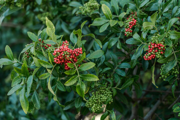 Schinus terebinthifolia, Anacardiaceae, Brazilian peppertree, aroeira, rose pepper, broadleaved pepper tree, wilelaiki (or wililaiki),  Christmasberry tree， Florida holly