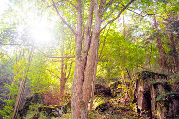 Obraz premium Bei Blechhammer