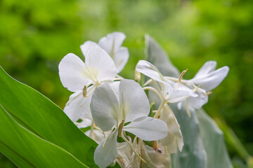 Hedychium flavescens is a perennial flowering plant from the Zingiberaceae (the ginger family). cream garland-lily or yellow ginger. 