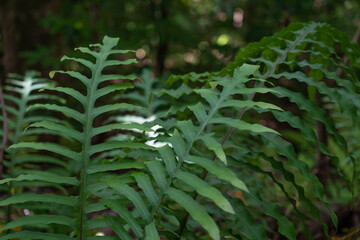 Phlebodium aureum (golden polypody, golden serpent fern, cabbage palm fern, gold-foot fern, blue-star fern, hare-foot fern; syn. Polypodium aureum, Polypodium leucotomos) is an epiphytic fern 
