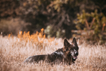 rasowy pies owczarek niemiecki leżący pośród traw - obrazy, fototapety, plakaty