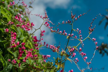Antigonon leptopus, commonly known as coral vine, Coralita, bee bush (in many Caribbean islands) or San Miguelito vine, is a species of flowering plant in the buckwheat family, Polygonaceae. 