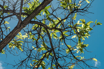 Citharexylum spinosum is a species of flowering plant in the family Verbenaceae that is native to southern Florida in the United States, the Caribbean, Guyana, Suriname, and Venezuela. 