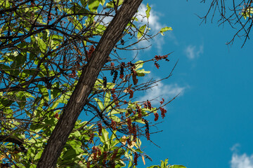 Citharexylum spinosum is a species of flowering plant in the family Verbenaceae that is native to southern Florida in the United States, the Caribbean, Guyana, Suriname, and Venezuela. 