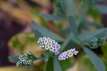 Heliotropium curassavicum, commonly called salt heliotrope[1] (among other names), a species of flowering plant in the borage family (Boraginaceae).