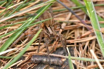 Closeup picture of the European wolf spider (tarantula) Alopecosa trabalis (Araneae: Lycosidae), photographed in a heathland in southern Germany.