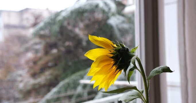 Weather changes. The sunflower is still blooming and it is already snowing outside the window. winter weather with snow in early autumn