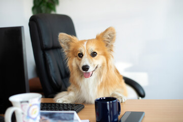 Cute funny corgi dog sits in a chair and working on a computer in the office at the desk