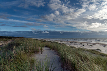 Green grass on Baltic sea beach.