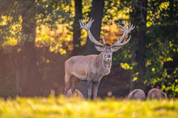 deer in the forest