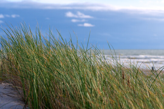 Green grass on Baltic sea beach. © Janis Smits