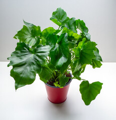 Philodendron selloum Little Hope is a genus of flowering plants