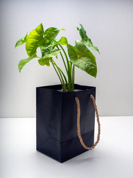 Syngonium Allusion is a genus of flowering plants